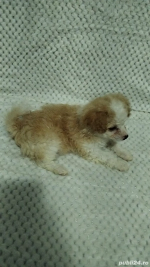 catelusa bichon fri e