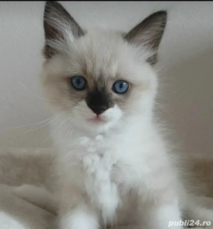 ragdoll fetita si baietel