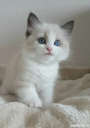 ragdoll fetita si baietel - imagine 2
