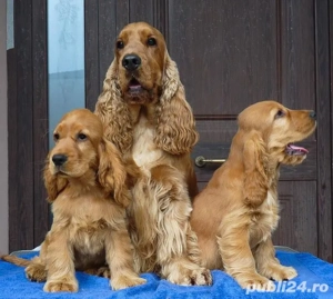  Fetita Coker Spaniol 7 săptămânii 