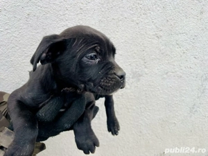 Donez pui Cane Corso 3luni + - imagine 2