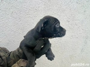 Donez pui Cane Corso 3luni + - imagine 4
