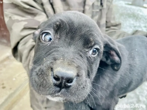 Pui cane corso