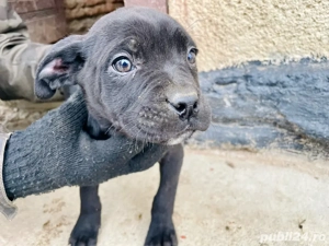 Donez pui Cane Corso 3luni + - imagine 3