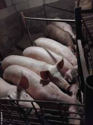 grăsune de vanzare 100kg - imagine 3