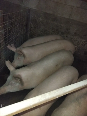 grăsune de vanzare 100kg - imagine 2