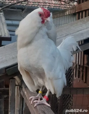 Cocoși Barboasa de Anvers (Barbu d'Anvers) - imagine 2