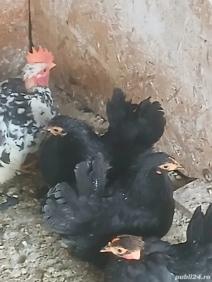 Vând găini Chabo - imagine 4