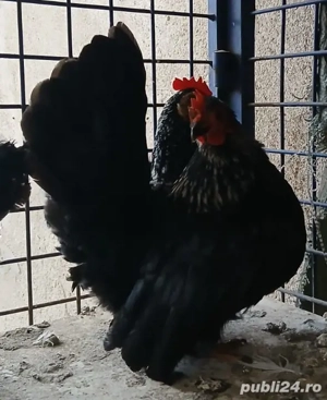 Vând găini Chabo - imagine 3