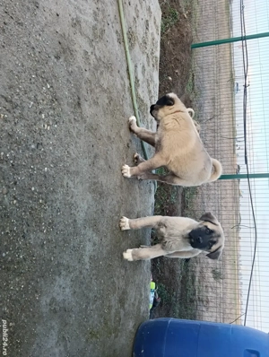 puiuti kangal cauta casuta noua