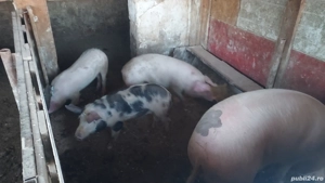 Vand porci  - imagine 2