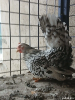 Vând găini Chabo - imagine 5