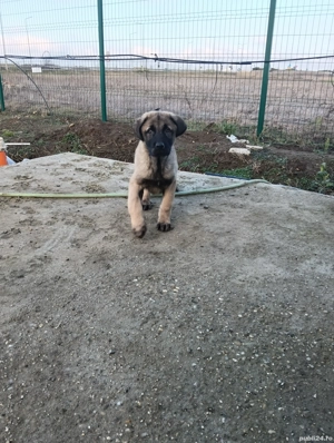 puiuti kangal cauta casuta noua - imagine 2