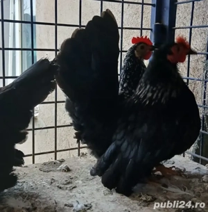 Vând găini Chabo - imagine 2