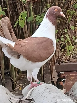 Porumbei florentini - imagine 2