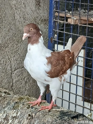 Porumbei florentini - imagine 3