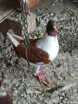 Porumbei florentini - imagine 4