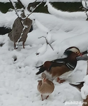 Vând rațe mandarine mature - imagine 2