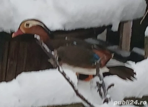 Vând rațe mandarine mature - imagine 3