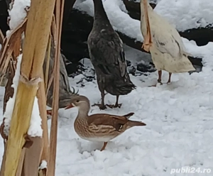 Vând rațe mandarine mature - imagine 4