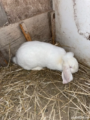 Vand berbec german  - imagine 4