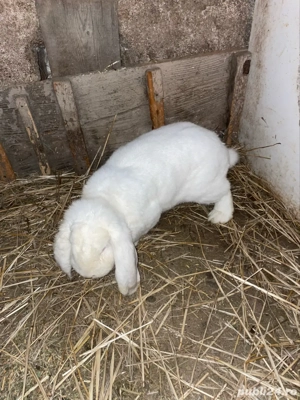 Vand berbec german  - imagine 3