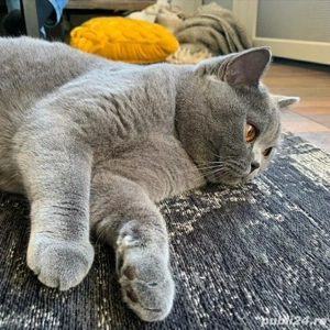 British Shorthair Blue  - imagine 2