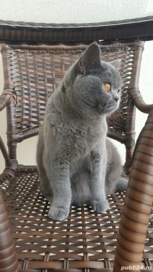 British Shorthair Blue  - imagine 3