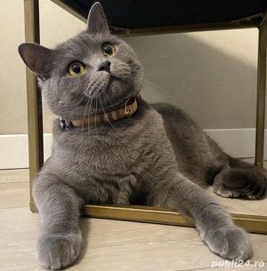 British Blue  - imagine 2