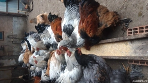 ouă pentru incubat brahma  - imagine 5