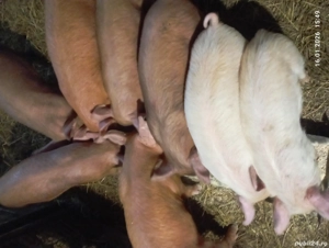 Vînd purcei satu nou de jos 