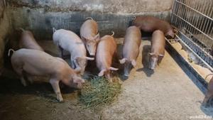 Vand purcei - imagine 3