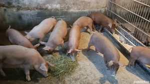 Vand purcei - imagine 2