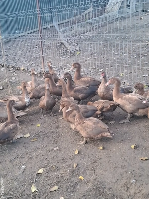 Rațe și rătoi leșești