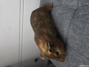 Vand porcusori de guineea