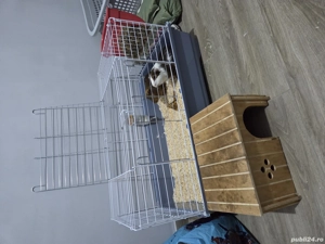 Vand cusca porcusori de guineea - imagine 3