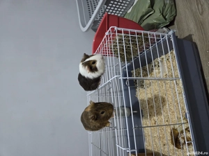 Vand cusca porcusori de guineea - imagine 2