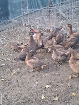 Rațe și rătoi leșești Schimb cu oi - imagine 2