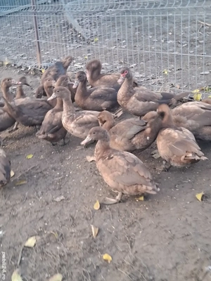 Rațe și rătoi leșești Schimb cu oi - imagine 3