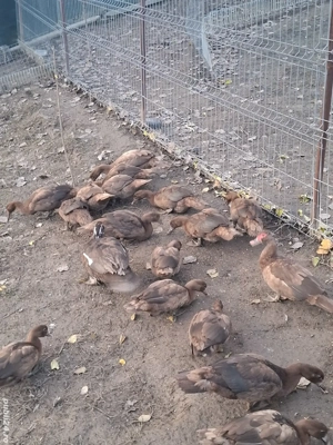 Rațe și rătoi leșești Schimb cu oi - imagine 5