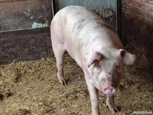 Vând CARCASĂ,porc de curte 