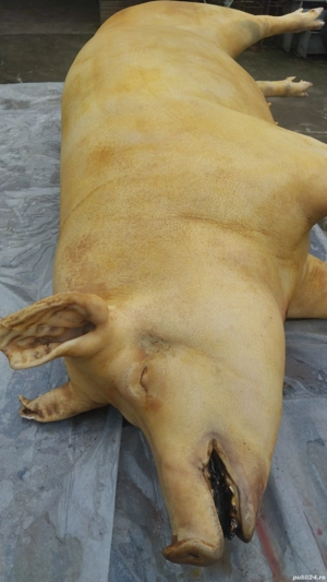 Vând CARCASĂ,porc de curte  - imagine 3
