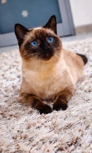 Pisica siameza - imagine 2