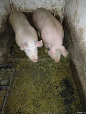 Purcele de vânzare 