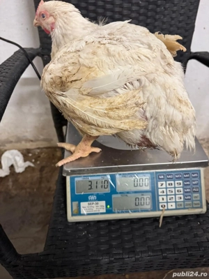 Pui alb de carne 4 săptămâni intre  2,5   3 kg  25 lei negociabil - imagine 4
