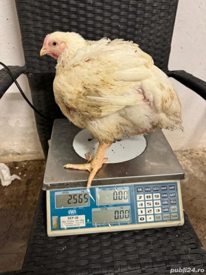 Pui alb de carne 4 săptămâni intre  2,5   3 kg  25 lei negociabil - imagine 2