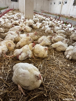 Pui alb de carne 4 săptămâni intre  2,5   3 kg  25 lei negociabil