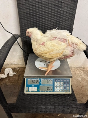 Pui alb de carne 4 săptămâni intre  2,5   3 kg  25 lei negociabil - imagine 3