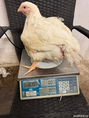 Pui alb de carne 4 săptămâni intre  2,5   3 kg  25 lei negociabil - imagine 5