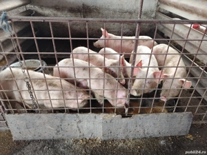 Grăsuni de vânzare 